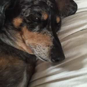 Meet your Posher, Douglas